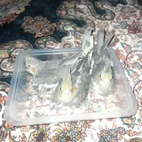 عروس هلندی