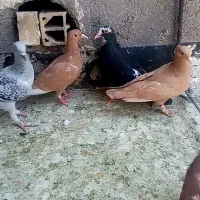 کبوتر کفتر