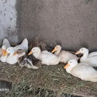 ۸ تا اردک نیمه بالغ