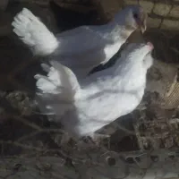 جوجه خروس سفید بوشهری ۰۰