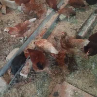مرغ|حیوانات مزرعه|تهران, افسریه جنوبی|دیوار