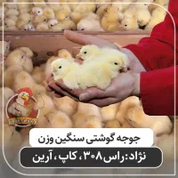 جوجه گوشتی سنگین وزن تولید گیلان