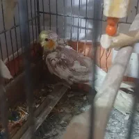 عروس هلندی 3عدد