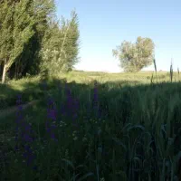 اجاره-زمین-کشاورزی