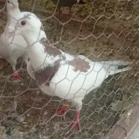 تعدادی کبوتر