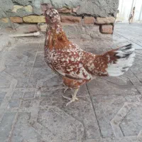 مرغ گلین