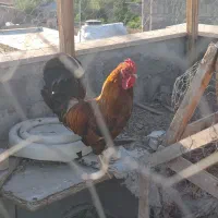 حیوانات خانگی