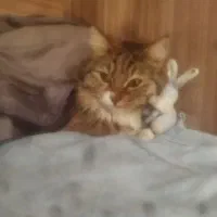 واگذاری گربه خانگی