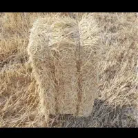 سرچینا