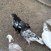 دوتا کبوتر اوچان
