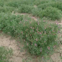 گیاه شاه‌تره(شاتره)