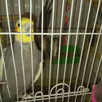 عروس هلندی