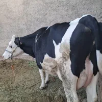 گاوشیری سیمینتال باگوساله ماده