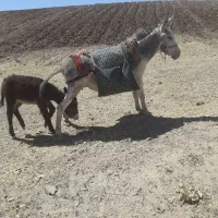 شیر فروشی درجه یک