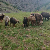 میش با بره