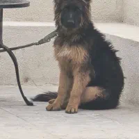 ژرمن
