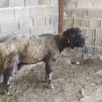 میش بلداجی تهه قنقورسنگین وزن دوقلو زا