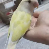 طوطی برزیلی ماده مست سخنگو
