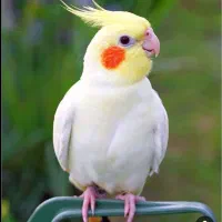 عروس هلندی گمشده