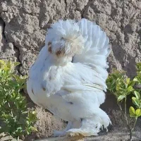 جوجه پولند و سلطان