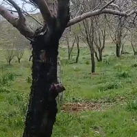 باغ-فروشی-در-روستای-توریستی-چقیورت