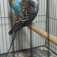 مرغ عشق