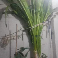 گل بزرگ