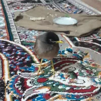 فروش یک عددمرغ مینا