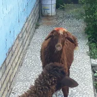نر بره