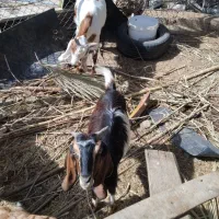 گندم و کهره