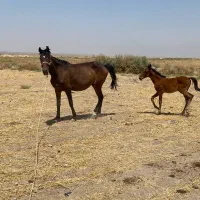 مادیان با کره