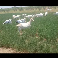 لبنیات بز سانن