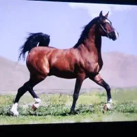 کره نریان ۲۲ ماهه سالار ۲