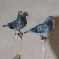 کفتر|پرنده|گنبد کاووس, |دیوار