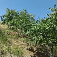 درخت گردو کشاورزی