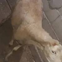 گوسفند دنبه دار
