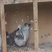 کبوتر