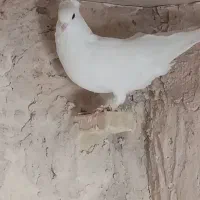کبوتر سفید