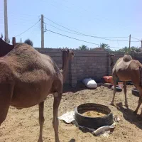 شتر فروشی