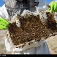 عسل طبیعی