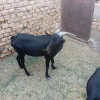 چپش مورسیا اصل