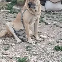 سگ پژدر|سگ|دهگلان, |دیوار