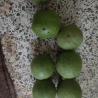 گردو