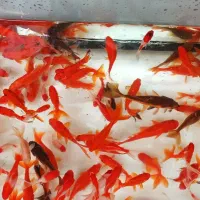 ماهی قرمز سه دم ماهی عروس