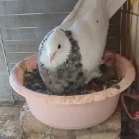 پرنده