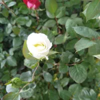 فروش گل رز هلندی گلدانی با کیفیت