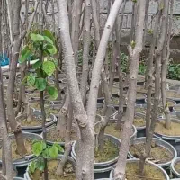 نهال های آذربایجان پنج ساله داخل سطل برای باغ ویلا