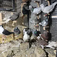 کفتر سار هفرنگ المانی رنگه تکی.تعداد موجود صیدپرشی