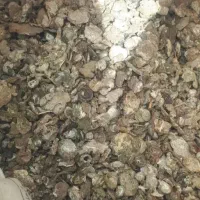 کود کبوتر