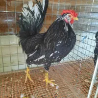 خروس گلین ۶ ماهه